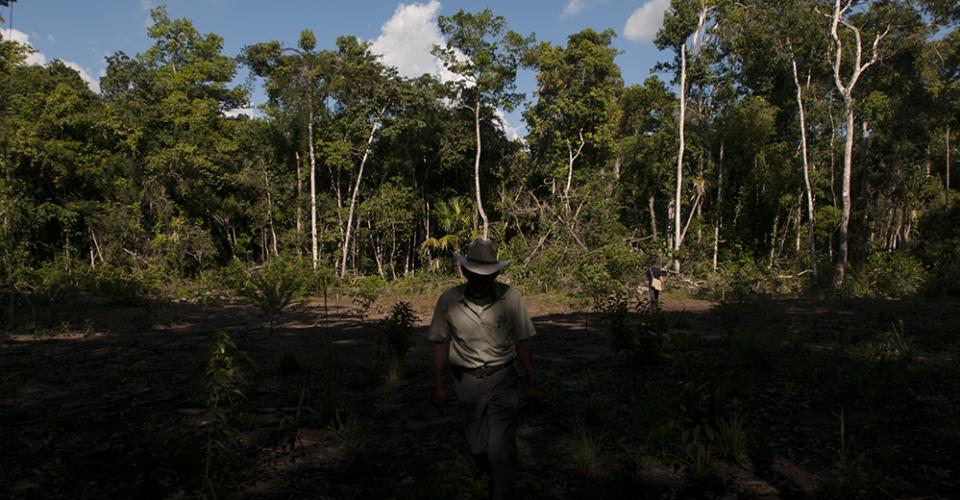 Las concesiones forestales comunitarias han permitido la conservación de una gran porción de la Reserva de la Biosfera Maya.