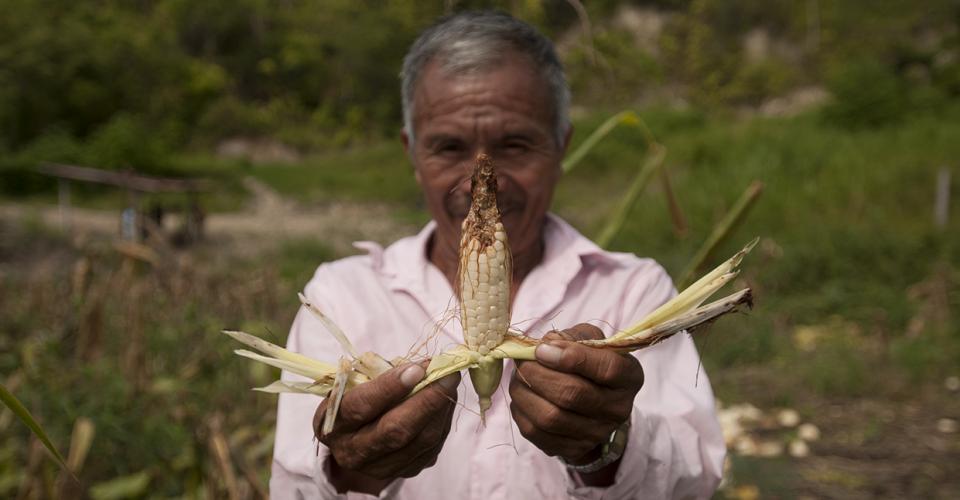  La mayoría de maíz de una familia de la aldea El Chorro, se perdió debido a que la parcela se encuentra a lado de la plantación de palma de Repsa. 