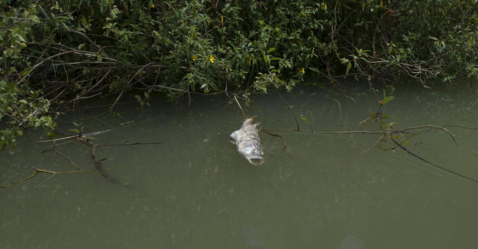 Miles de peces aparecieron muertos de un día para otro en el río La Pasión. Repsa, una importante empresa palmera, es la principal sospechosa.