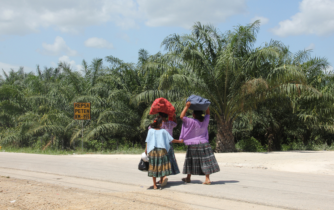 Terrenos de palma africana de la empresa Repsa S.A., frente a la comunidad La Torre, en el kilómetro 355 entre Cobán y Sayaxché.