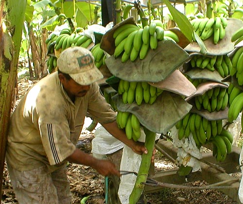 Del Monte contrató a los Mendoza para intimidar sindicalistas, según denuncia