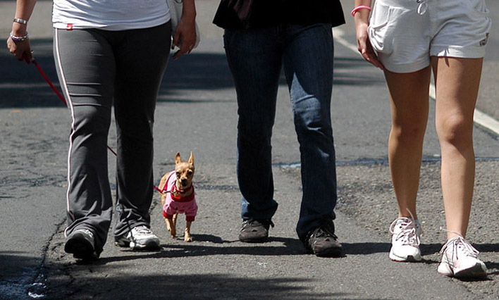 Perros, los protagonistas