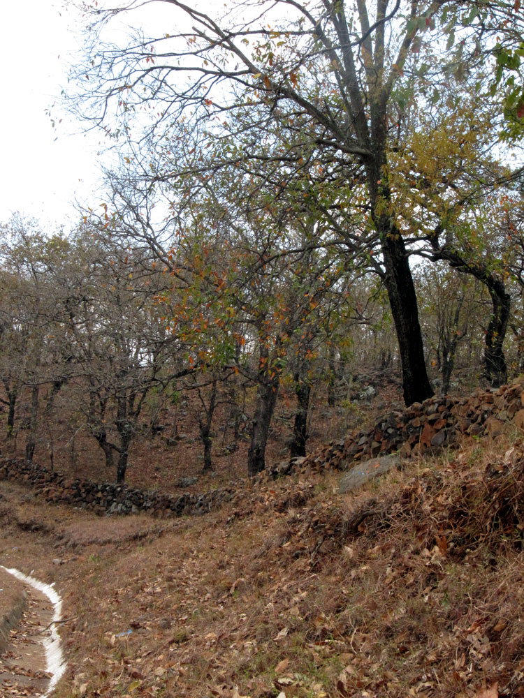 Otoño en Jalapa