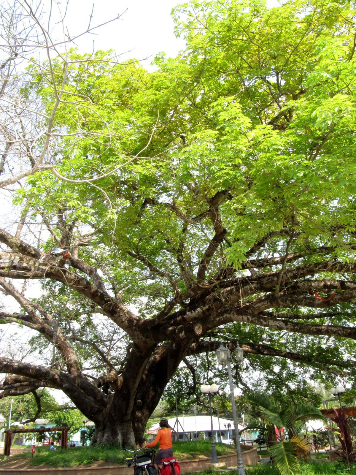 El árbol