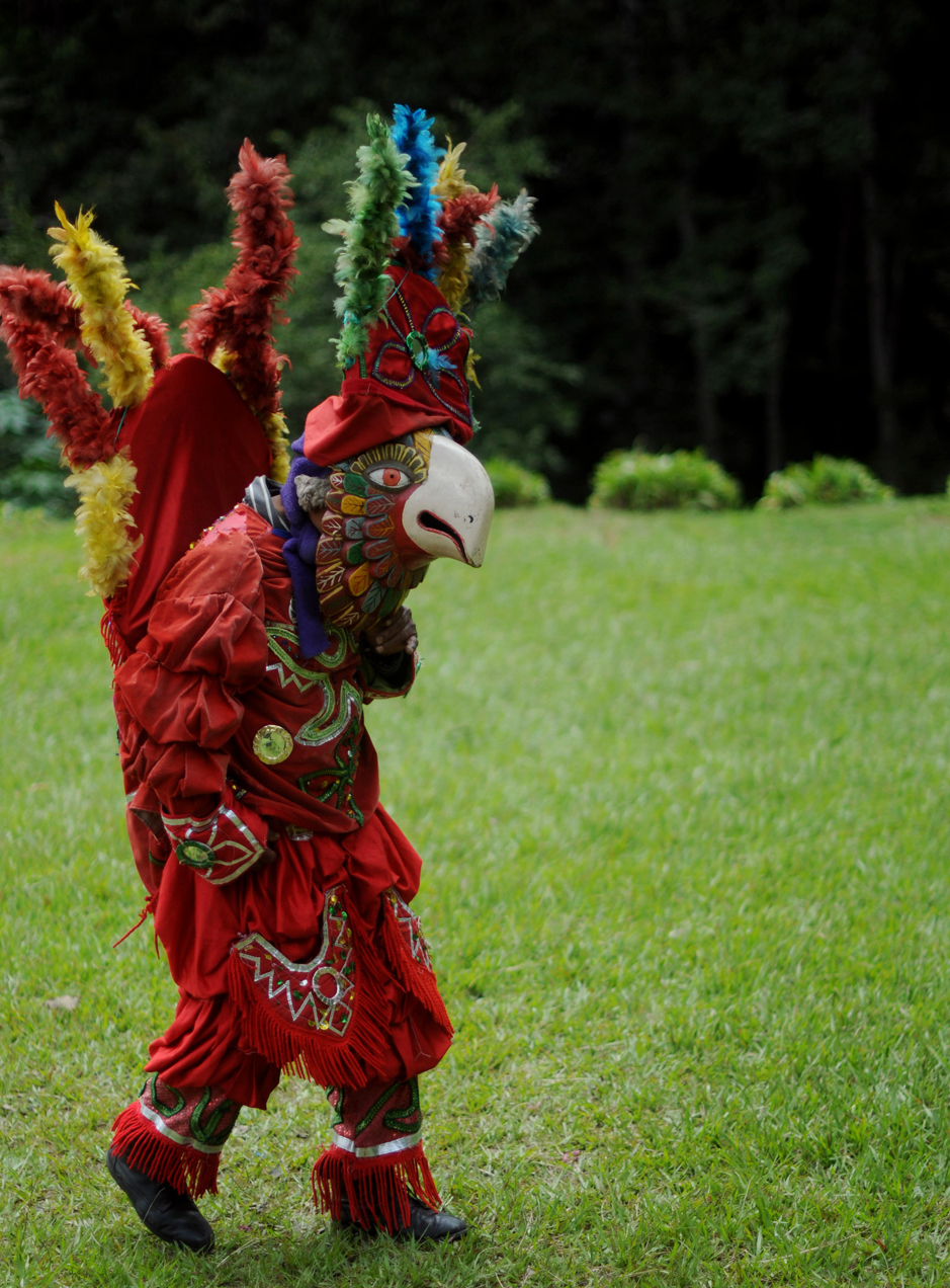 La guacamaya danza