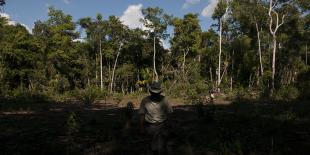 Los últimos guardianes del bosque
