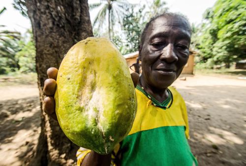 Sierra Leona: Los diamantes no son eternos, la tierra sí
