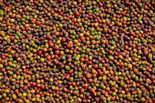 En Uganda es la hora del café