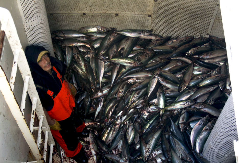 Chile: Sin control, gigantes pesqueros diezman el Pacífico Sur