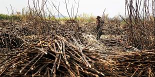 De cómo la agroindustria evita los impuestos municipales