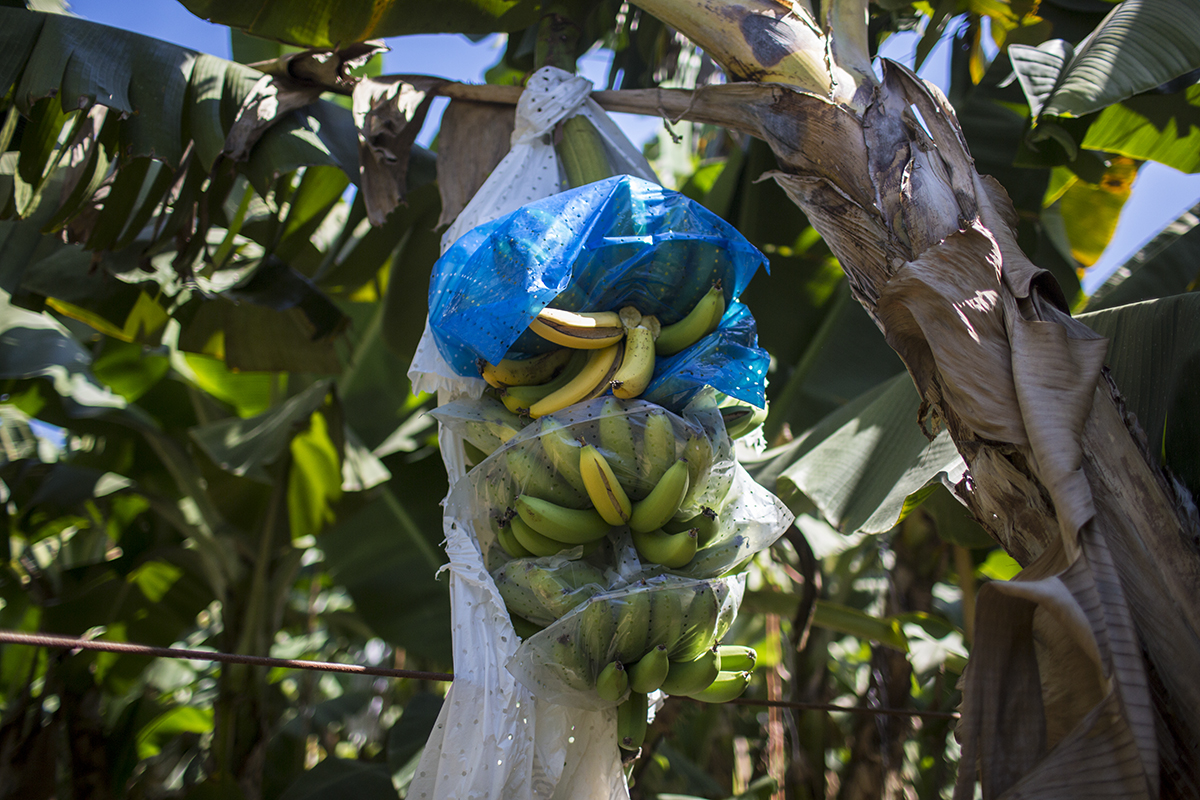 huelga_chiquita_honduras_01