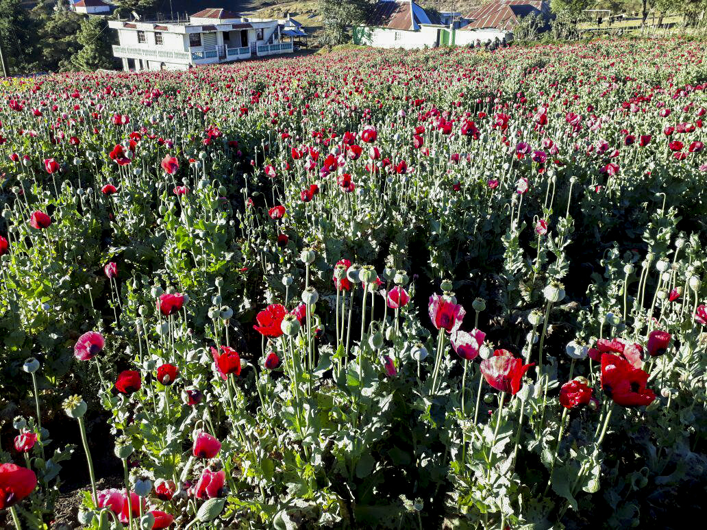 Ixchiguán y Tajumulco: Amapola, memorias y desesperación