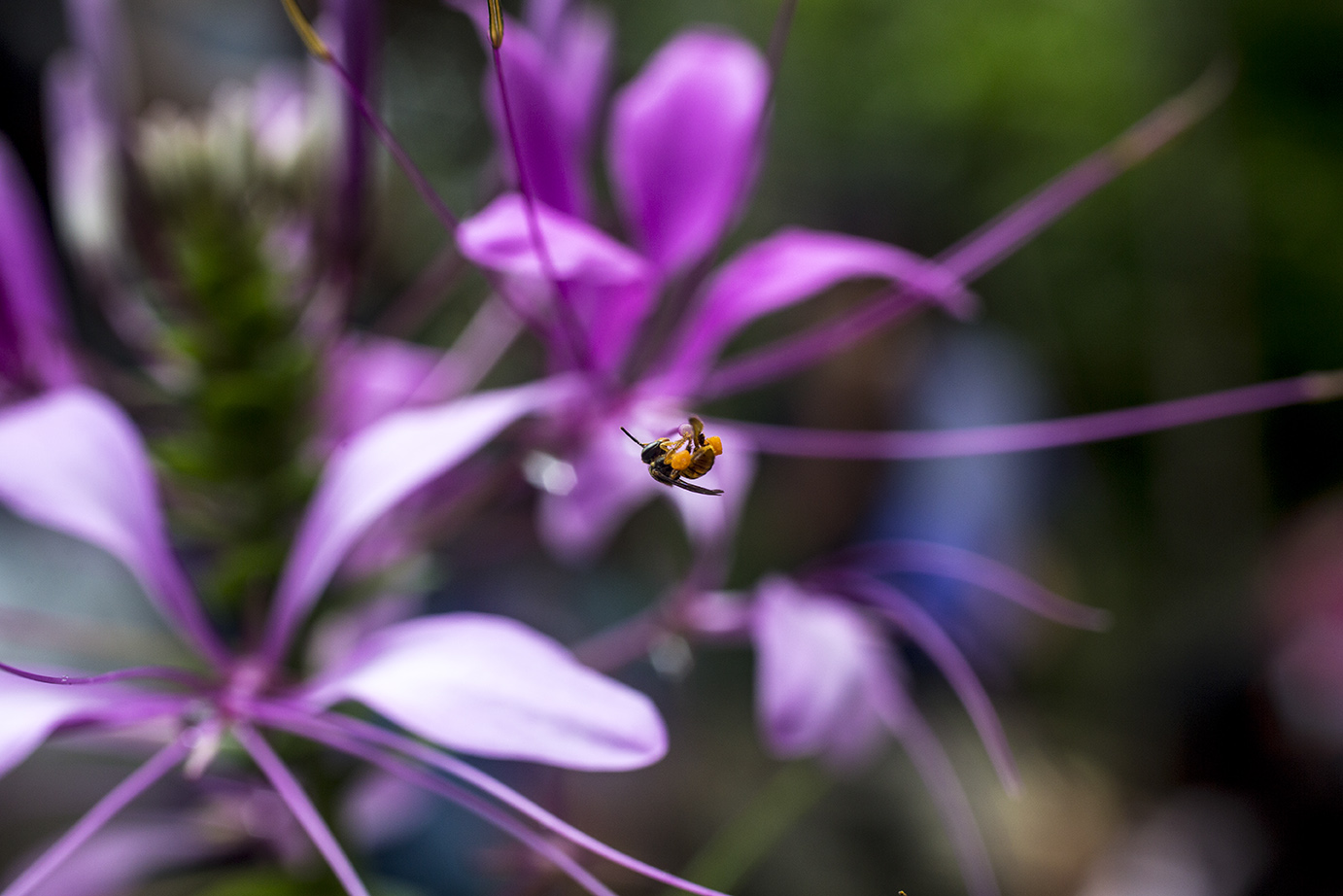 Las abejas nativas y el rescate de los ecosistemas ancestrales