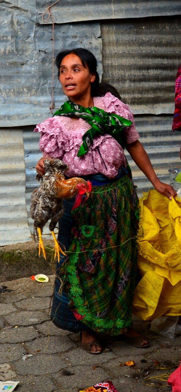 La belleza de la gallina criolla