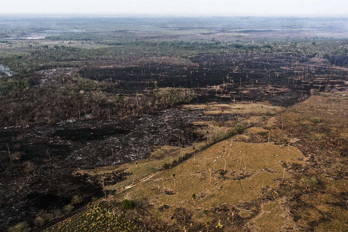 Deforestación, ganado y palma africana: los elementos de una bomba de tiempo climática en Petén