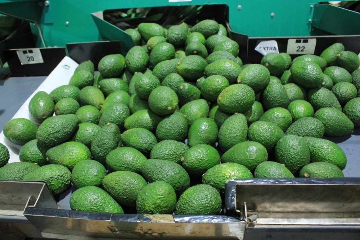 Y se viene el modelo aguacatero exportador