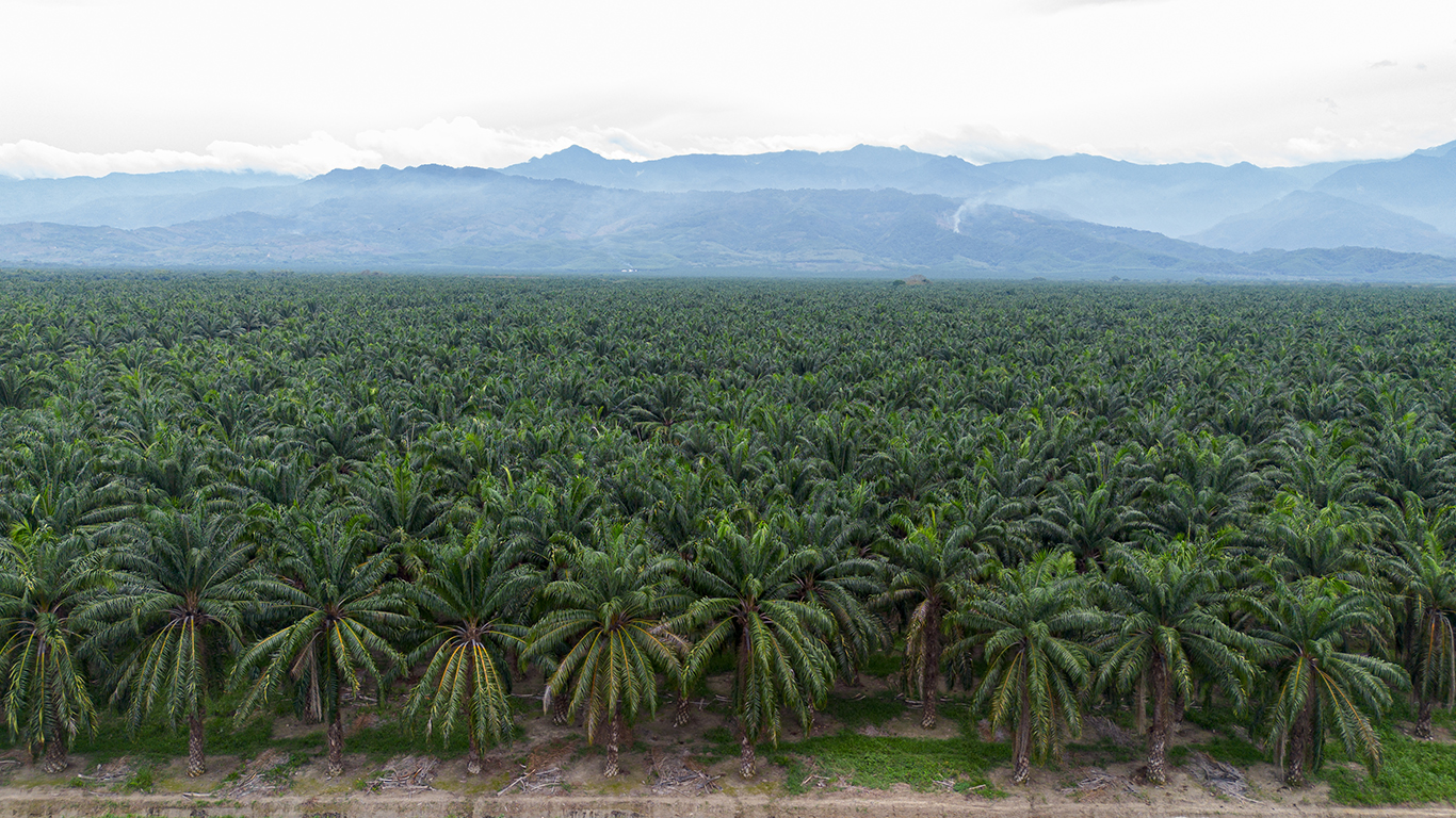 Contaminar y deforestar, los riesgos de expandir la palma de aceite
