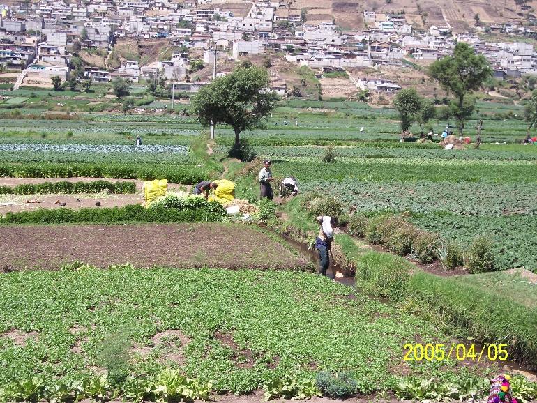 Verduras, producción rural y precios