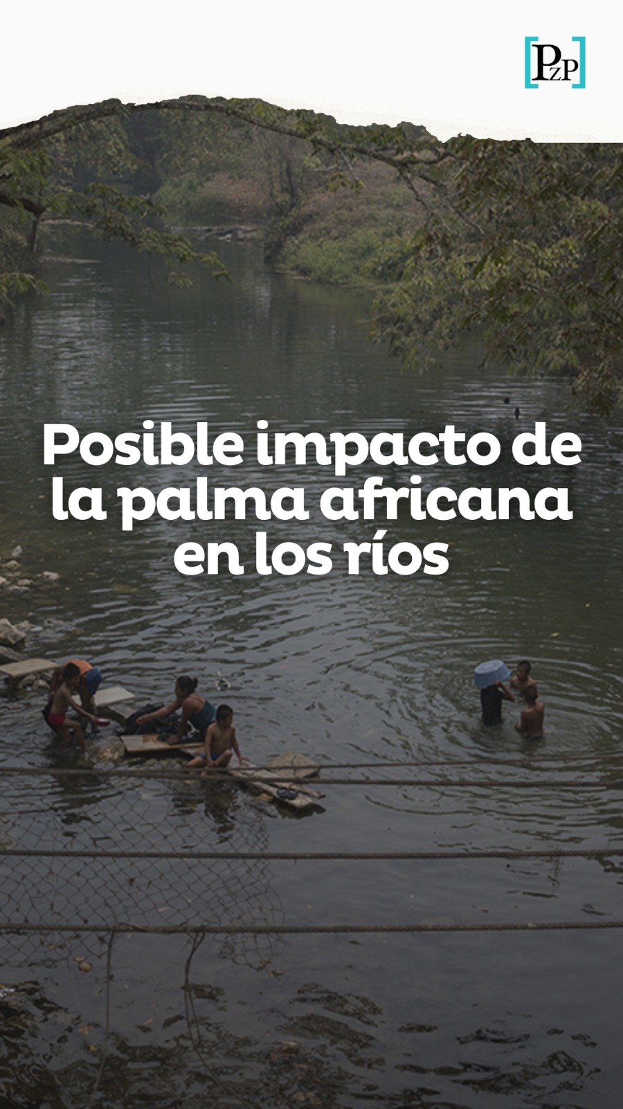 Posible impacto de la palma africana en los ríos