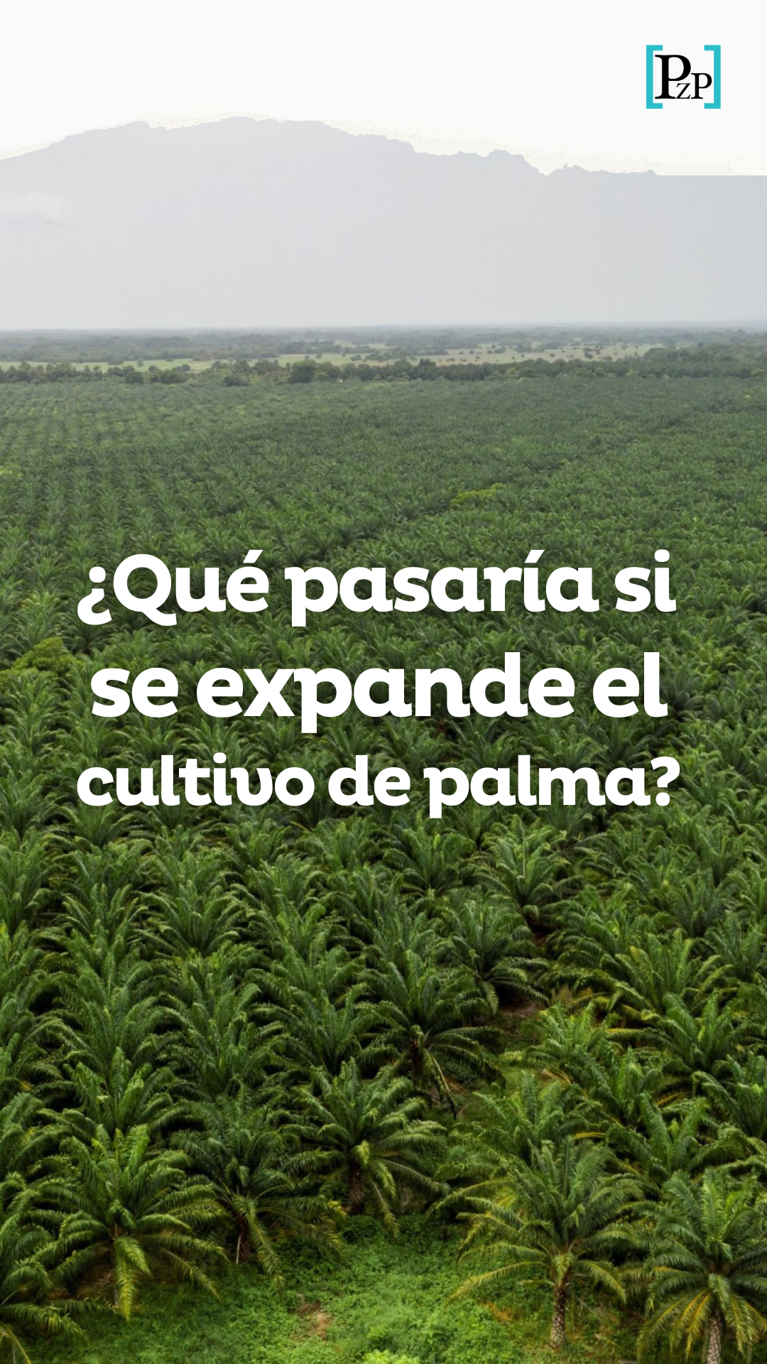 ¿Qué pasaría si se expande la palma en el territorio nacional?