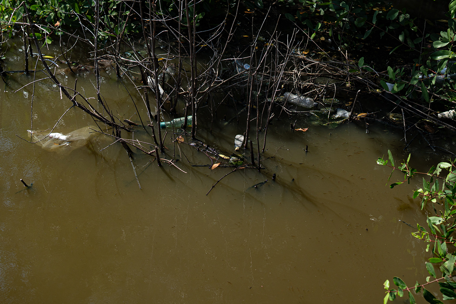 De esteros a pantanos: el paisaje que se desvanece en las costas